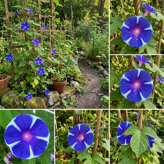 Big Blueper Japanese – Garden Flower Seeds