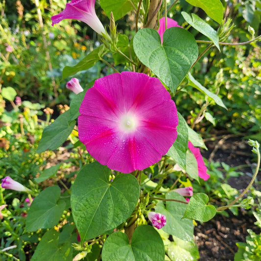 The Brilliance Of – Garden Flower Seeds