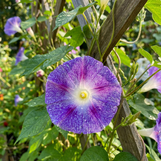 Purple Shroud Japanese – Garden Flower Seeds