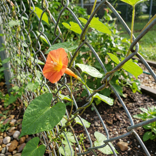 Transpecos Morning Glory – Garden Flower Seeds