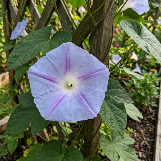 Kikyo Blue Halo – Garden Flower Seeds