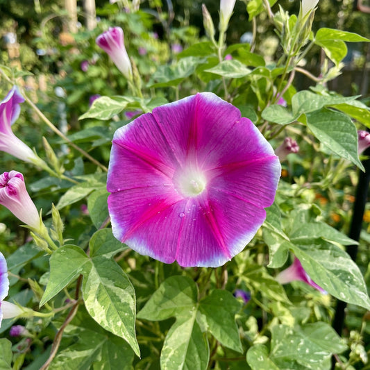 The Dawn Of – Garden Flower Seeds