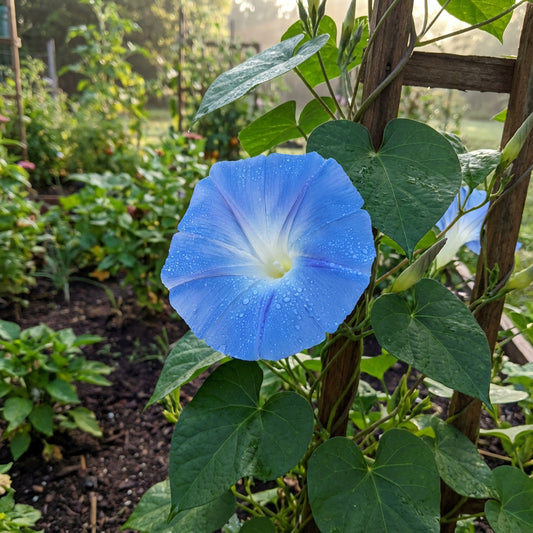 Clear Blue Sky – Garden Flower Seeds