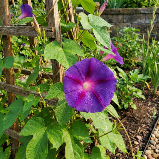Purple Blast Japanese – Garden Flower Seeds