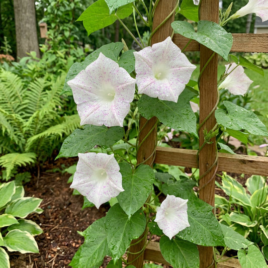 Kikyo Light Pink – Garden Flower Seeds