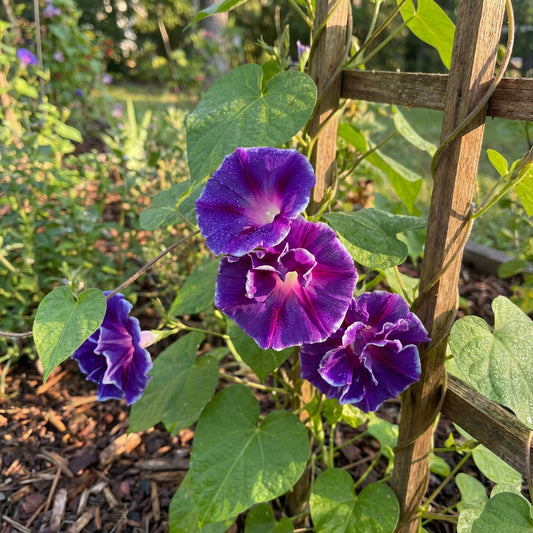 Purple Hige Ipomoea – Garden Flower Seeds