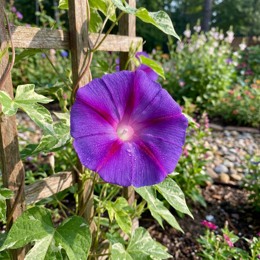 The Purple At – Garden Flower Seeds