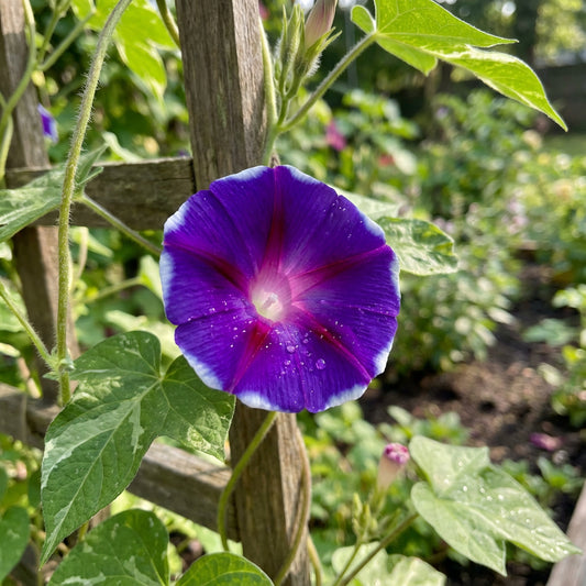 Plum Delight Japanese – Garden Flower Seeds