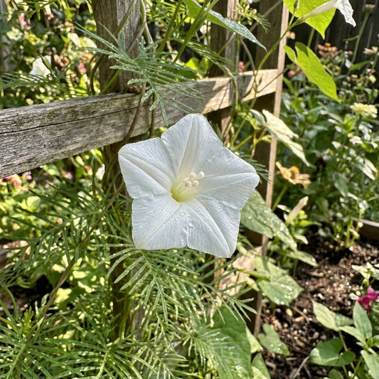 White Cypress Vine – Garden Flower Seeds