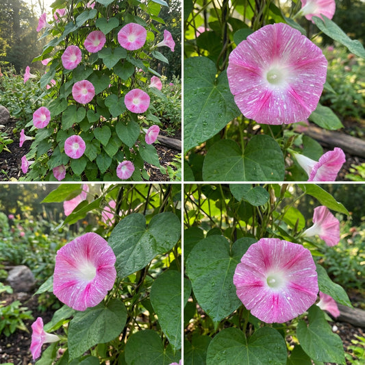 Pink Sparkle Fuji – Garden Flower Seeds