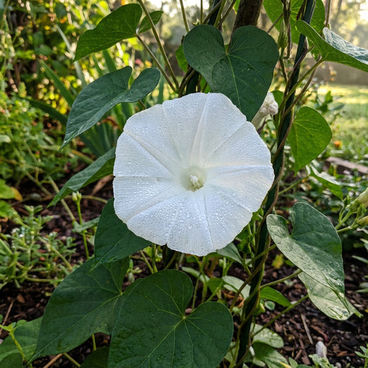 White Tievine Ipomoea – Garden Flower Seeds