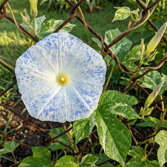 Ocean Mist Japanese – Garden Flower Seeds