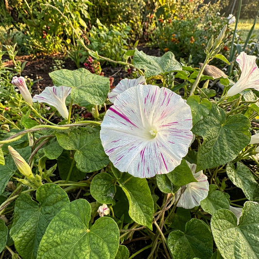Rose Flaked Shibori – Garden Flower Seeds