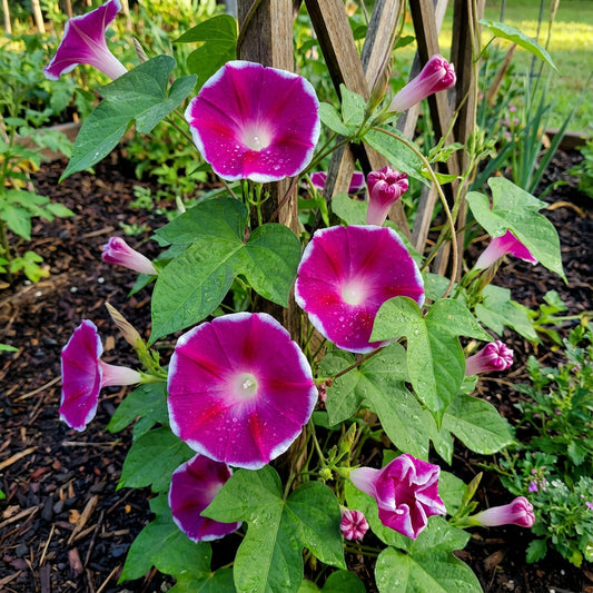 Cherry Mountain Japanese – Garden Flower Seeds