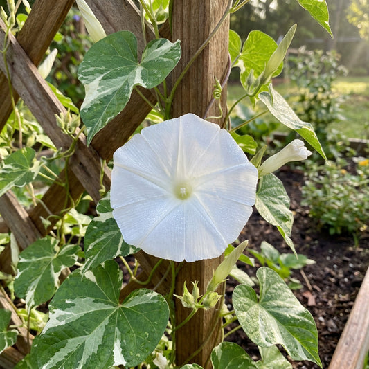 White Mutant Variegated – Garden Flower Seeds