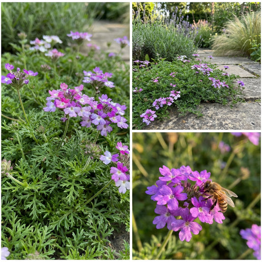 Moss Verbena – Colorful Wildflower Seeds