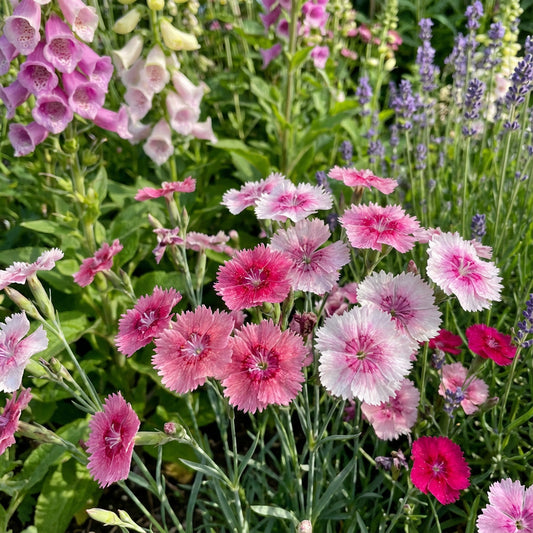 Cottage Pinks – Colorful Wildflower Seeds