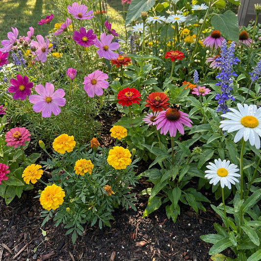 Mixed Flower Seeds Variety Pack – Garden Flower Seeds