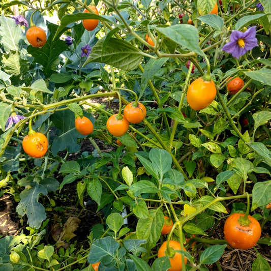 Mixed Rocoto Manzano Chili – Vegetable Garden Seeds