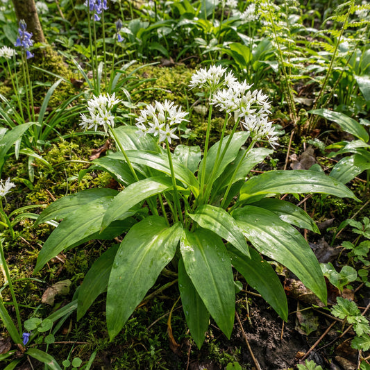 Wild Garlic – Hardy Wildflower Garden Seeds