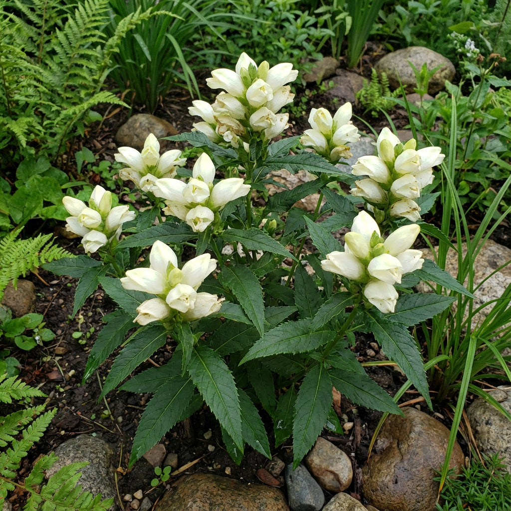 Turtlehead – Hardy Wildflower Garden Seeds