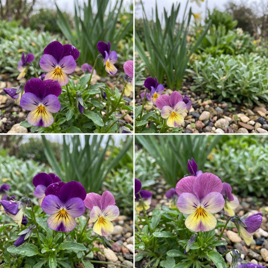 Helen Mount Johnny Jump Up – Hardy Wildflower Garden Seeds