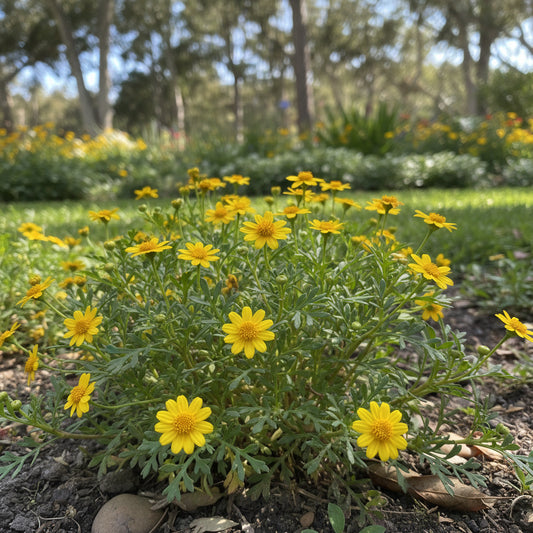 Dahlberg Daisy Thymophylla – Hardy Wildflower Garden Seeds