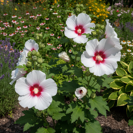 Rose Mallow Hibiscus – Colorful Wildflower Garden Seeds