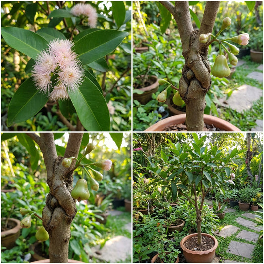 Grafteed Syzygium Aqueum Bajang – Flower Seeds