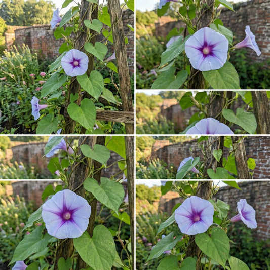 Morning Glory Ismay Ipomoea Tricolor – Climbing Garden Flower Seeds