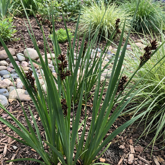Rush Swordleaf Juncus Ensifolius – Ornamental Garden Grass Seeds