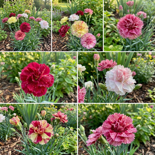 Carnation Chabaud Mixed Colors Dianthus Caryophyllus – Garden Flower Seeds
