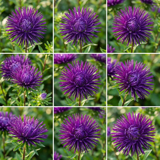 Aster Needle Unicum Violet Callistephus Chinensis – Dwarf Garden Flower Seeds