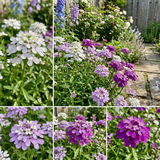 CandyTuff Tall Iberis Umbellata – Heirloom Garden Flower Seeds