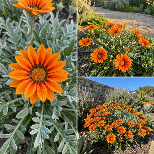 Gazania Garden Leader Orange Gazania Rigens – Colorful Garden Flower Seeds