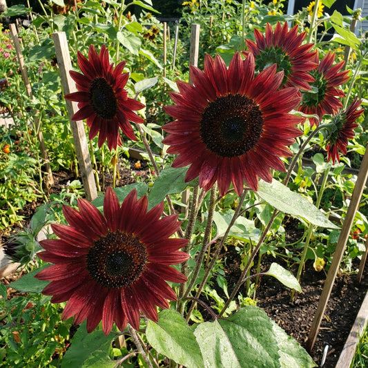 Sunflower Velvet Queen Helianthus Annuus – Tall Red Sunflower Seeds