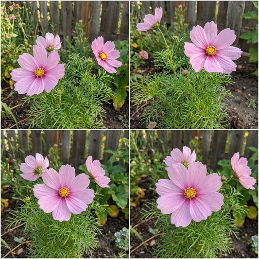Cosmos Sonata Pink Blush Dwarf Cosmos Bipinnatus – Compact Garden Flower Seeds