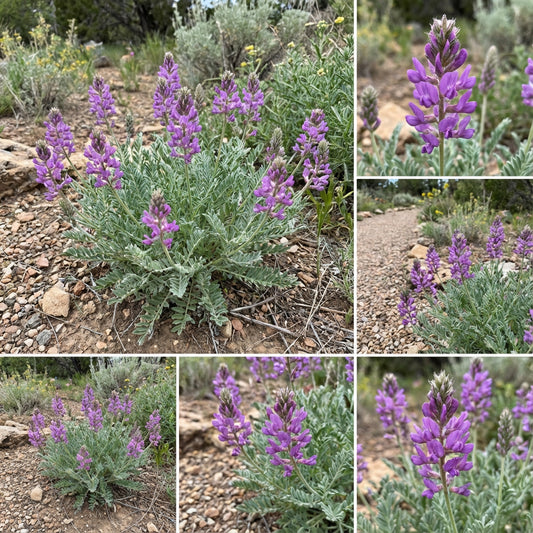 Purple Locoweed – Hardy Wildflower Garden Seeds