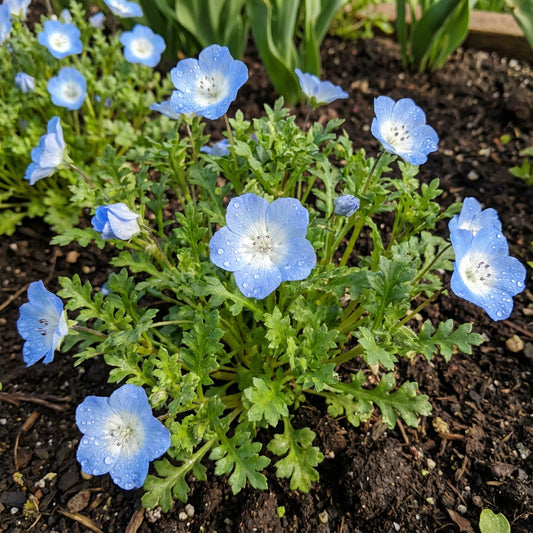 Baby Blue Eyes – Colorful Wildflower Garden Seeds