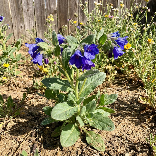 California Bluebell – Colorful Wildflower Garden Seeds