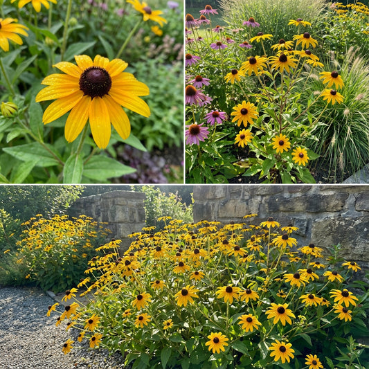 Brown Eyed Susan – Hardy Wildflower Garden Seeds