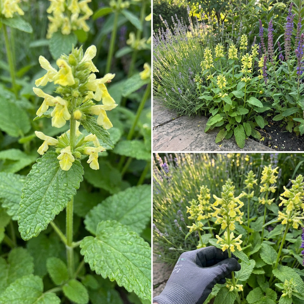 Wood Betony – Colorful Wildflower Garden Seeds