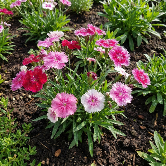 Chinese Pinks – Colorful Wildflower Garden Seeds