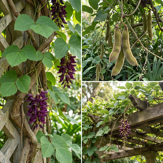 Mucuna Macrocarpa – Rusty Leaf Vine Flower Seeds