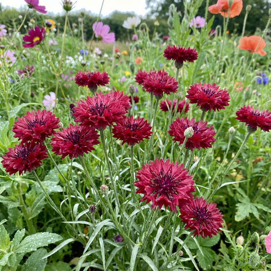 Red Bachelor Button Cornflower – Colorful Wildflower Garden Seeds