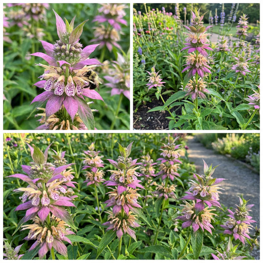 Monarda Spotted Bee Balm – Perennial Garden Flower Seeds