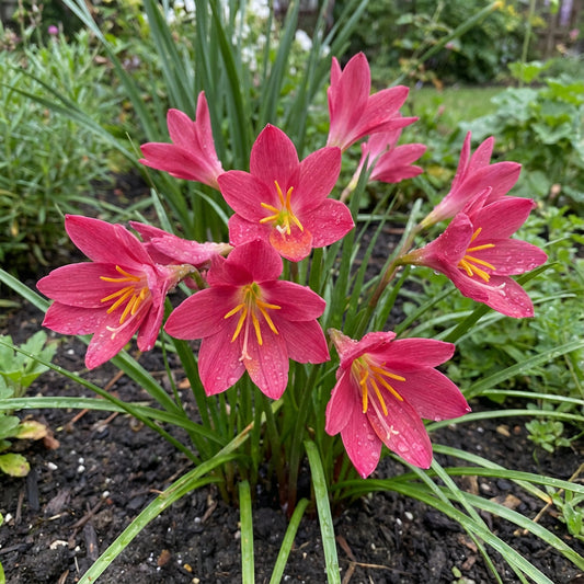 Rain Lily Habranthus Floryi – Cherry Pink Flower Bulbs