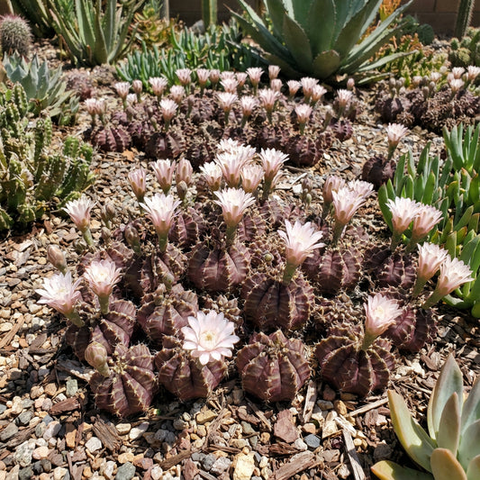 Gymnocalycium Mihanovichii Flower Field – Hybrid Cactus Seeds