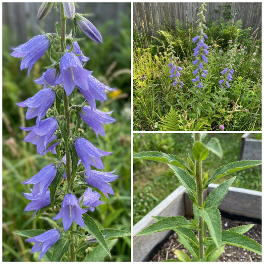 Tall Bellflower – Perennial Wildflower Seeds