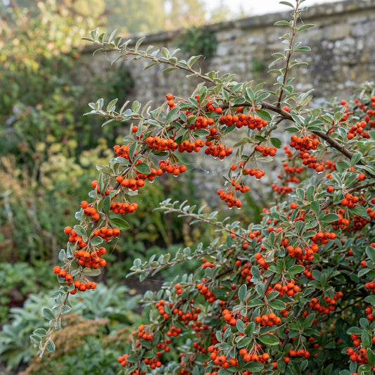 Cotoneaster Franchetii – Hardy Shrub Flower Seeds